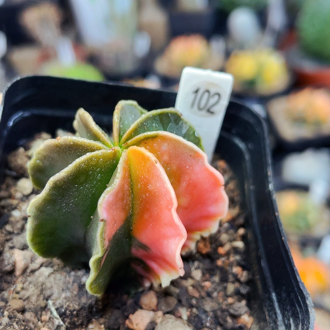 非偏远地区满25发货仙人球