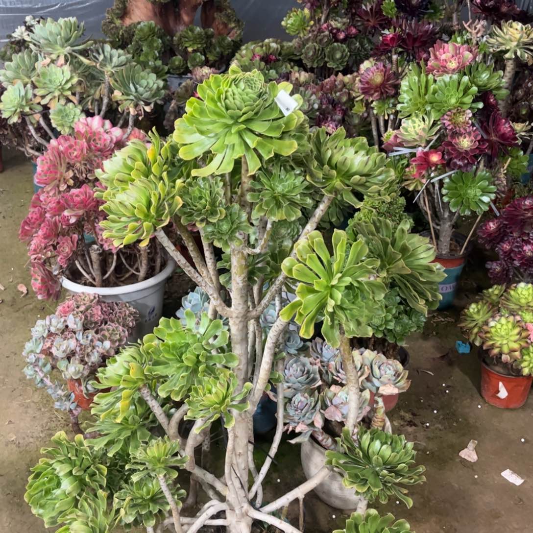 672原始绿法师多肉植物法师