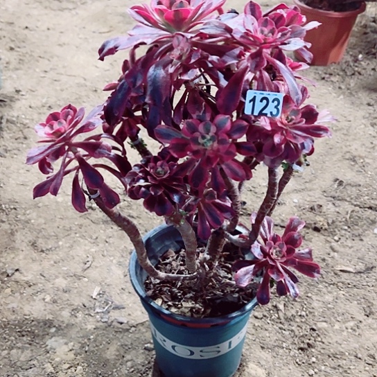 123美杜莎嫁接老桩