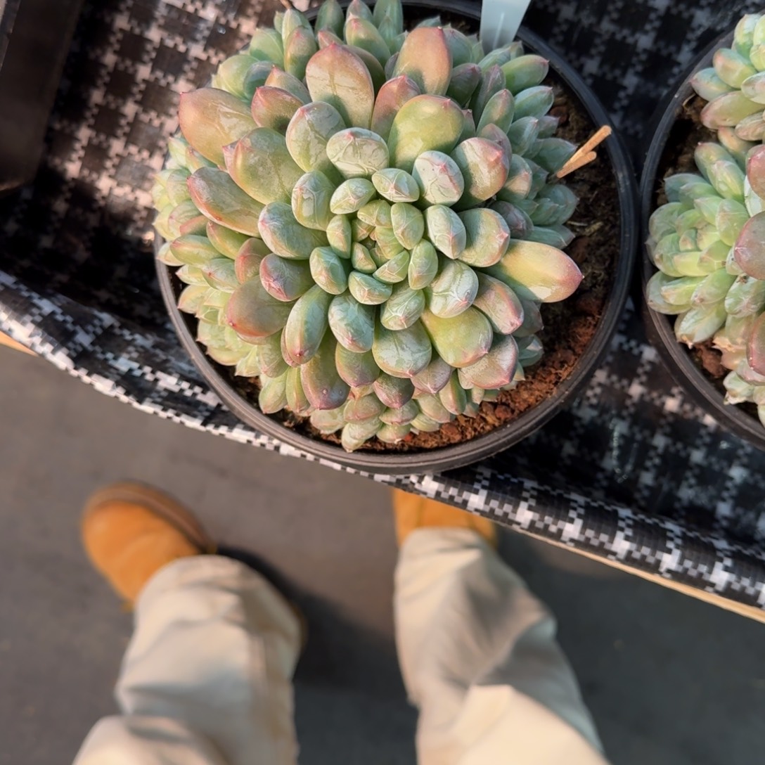 巴***妈一物一拍百达翡翠116