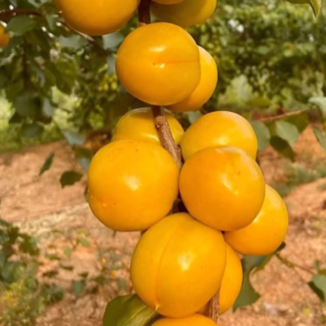 （次日达）爆汁新鲜头茬沂蒙珍珠油杏又香又甜1-4斤山东省