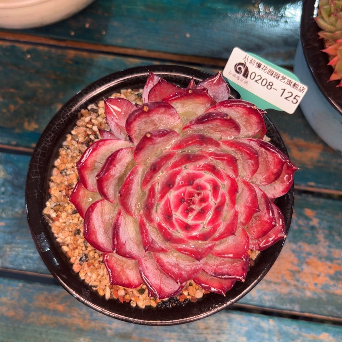 多肉一物一拍编号0208-125