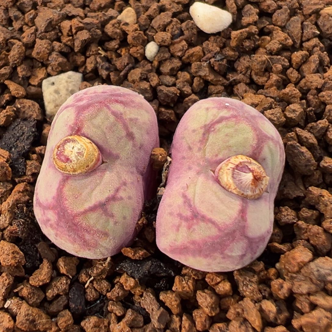 21多肉植物百科八重亘姬