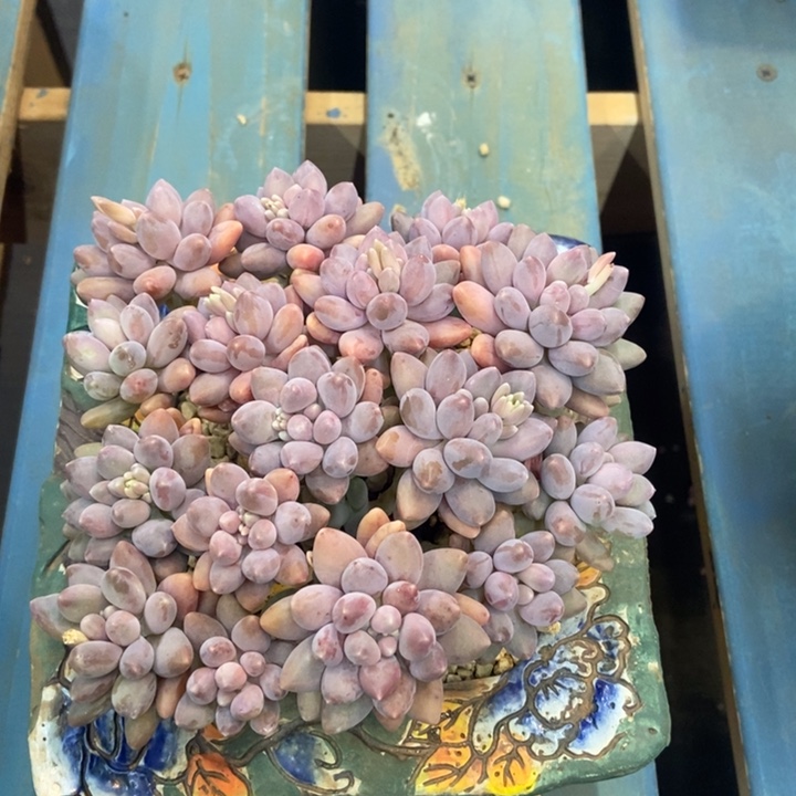 不知名单头一物一拍