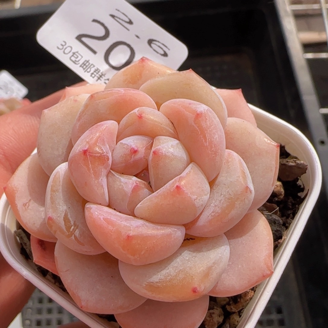 水晶鞋单头一颗脱土