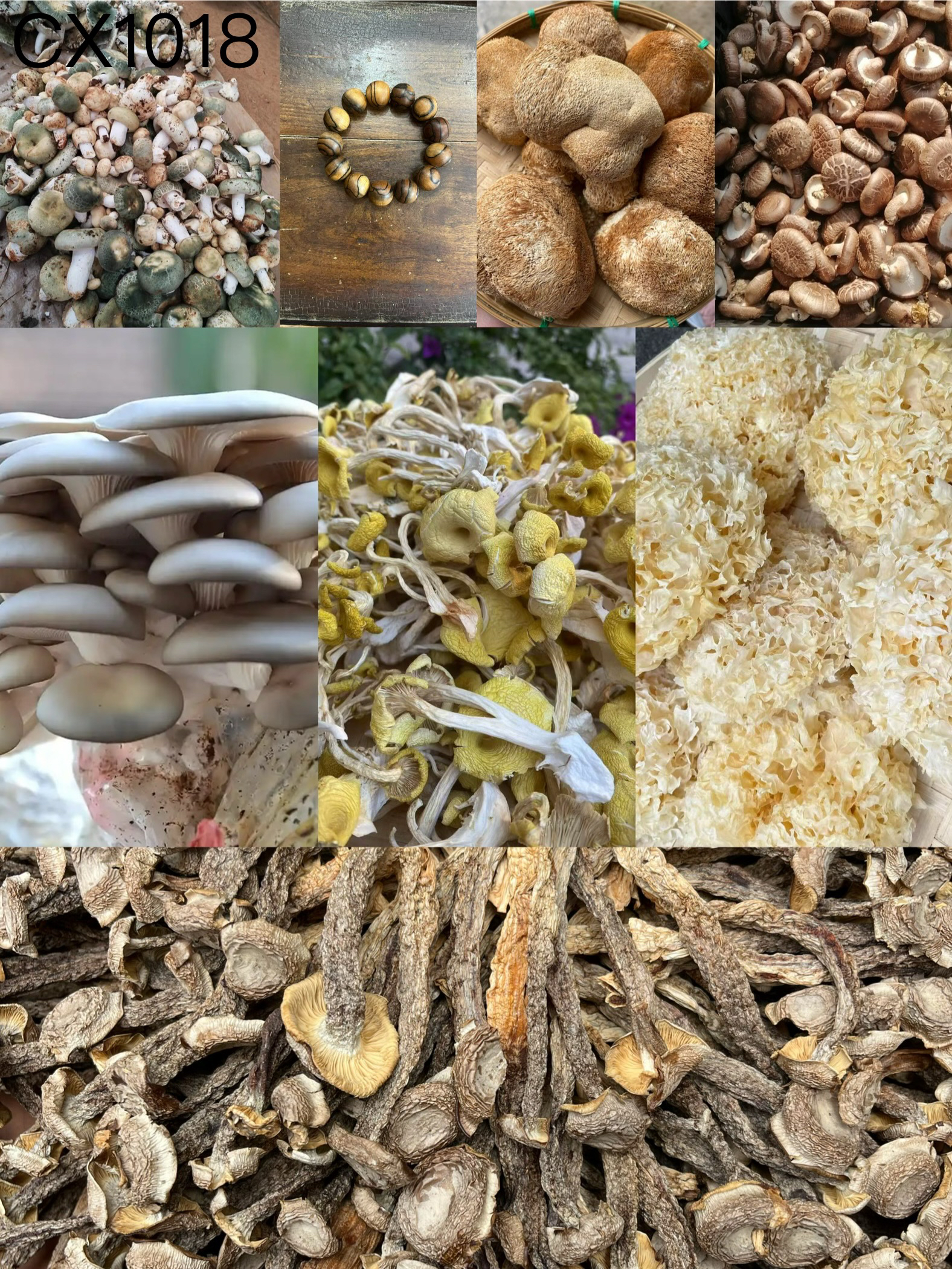 《阿浩专用土特产CX1018》多样性发货 重量31克左右