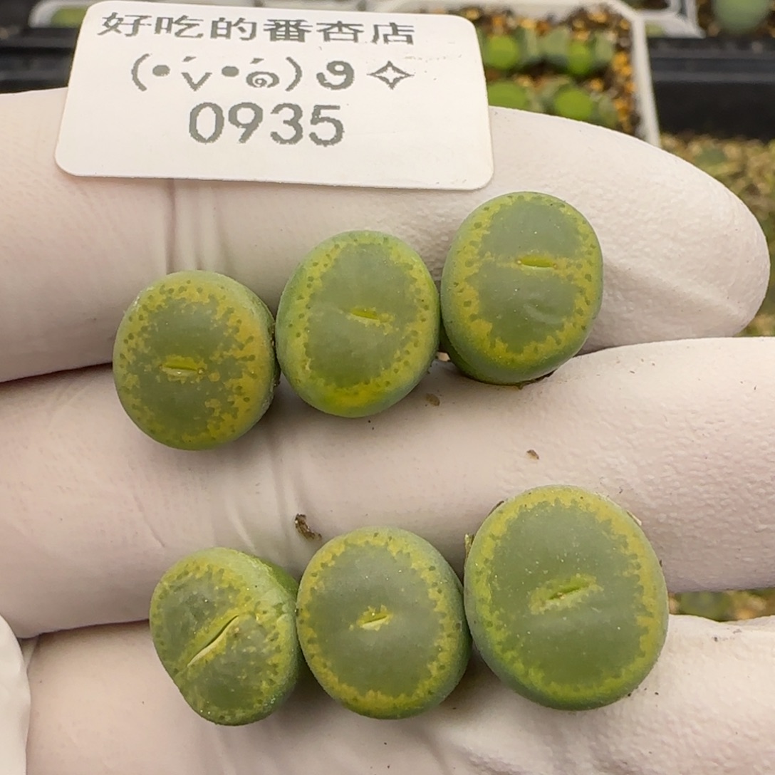 0935。gt。优选。。。。。。