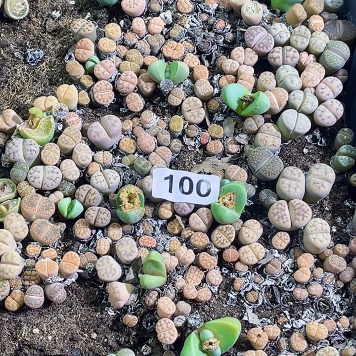 100 生石花一物一图初8发货