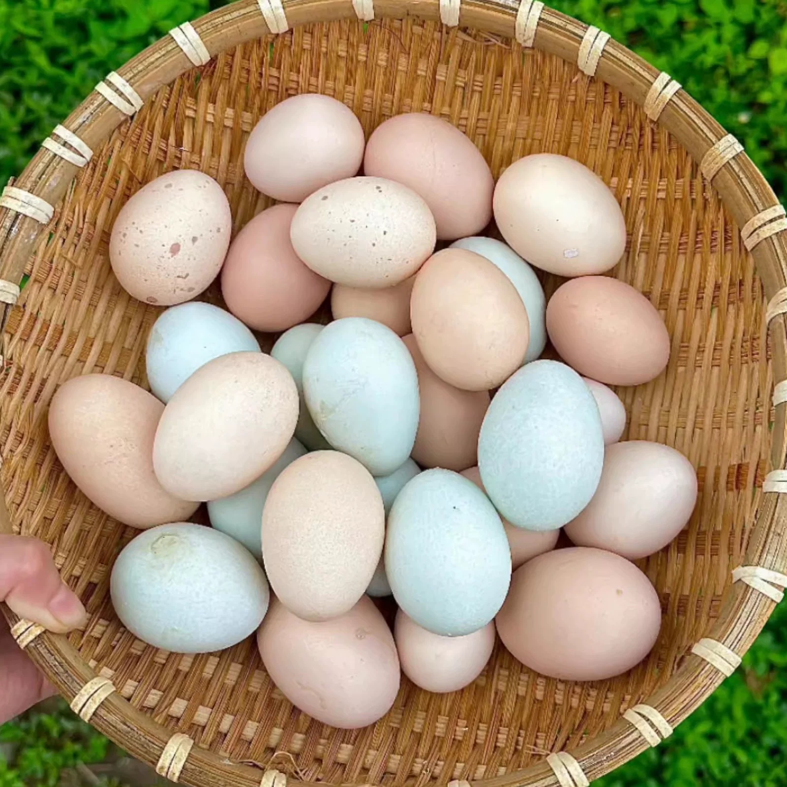 清远阳山散养母鸡土鸡蛋 五谷杂粮初生蛋（收到货马上放冰箱保鲜）