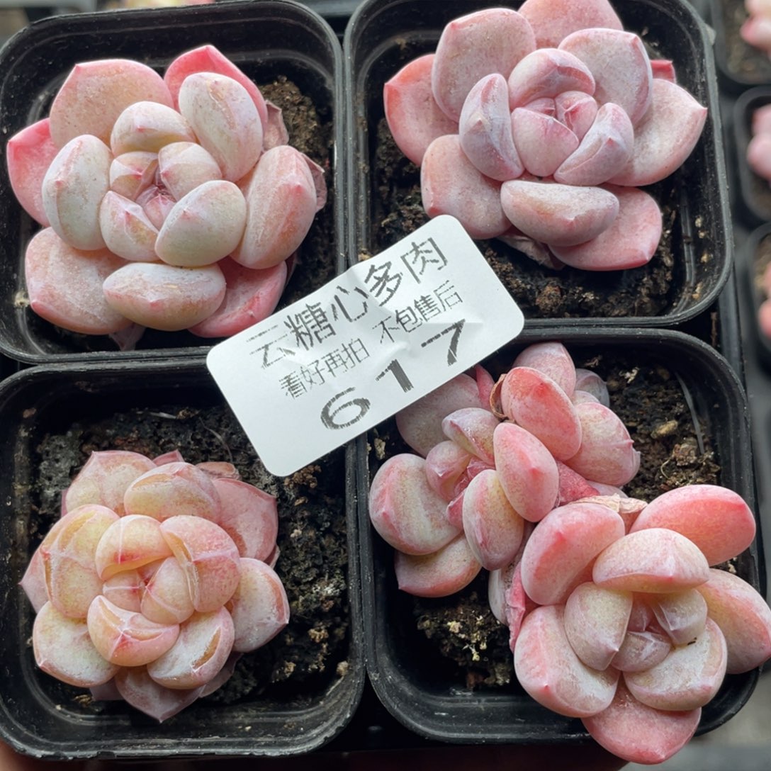 云糖心多肉植物617