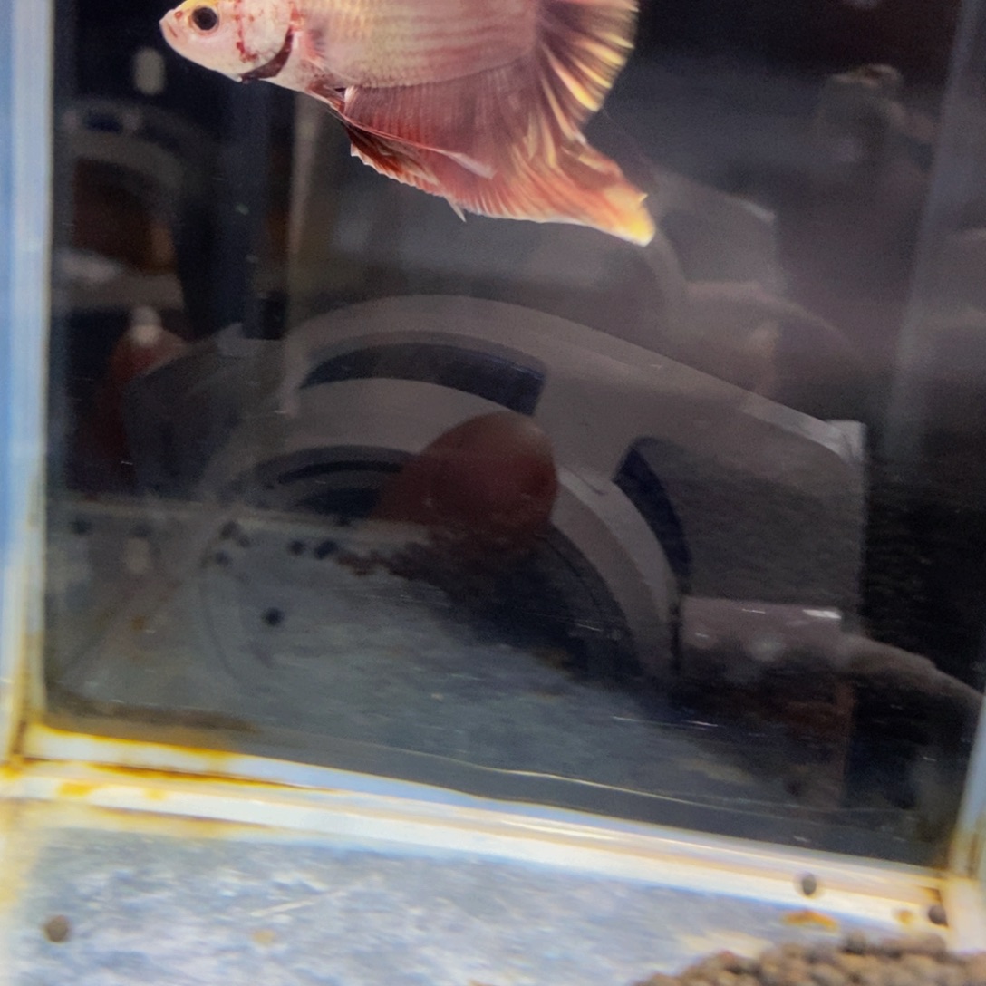 斗鱼304巨斗111111