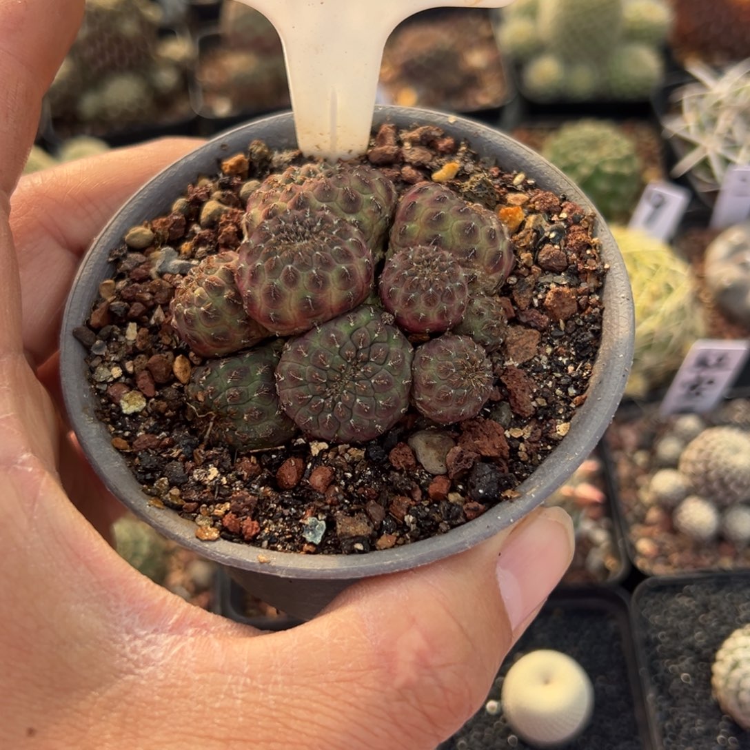 咖****17往事多肉园仙人球开花