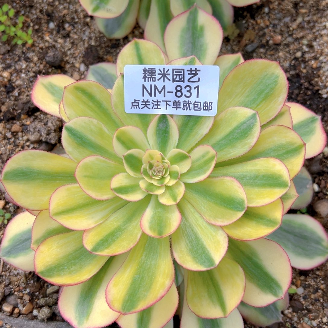 万白多肉植物831