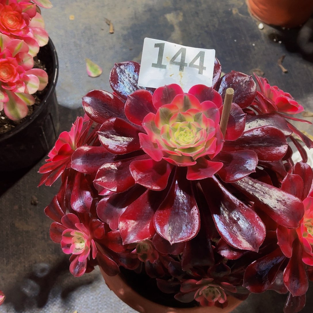 亲****贝美杜莎144拖土发货