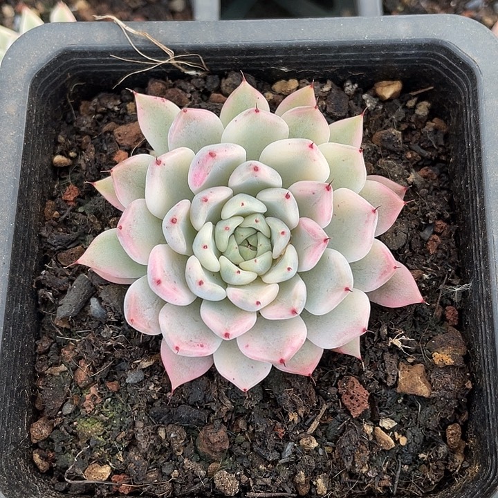 妲己锦一物一拍锦龙