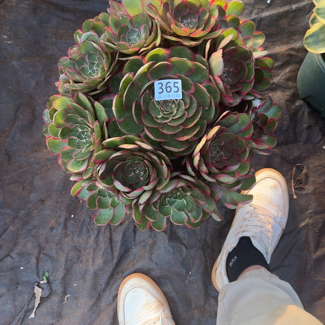 365粉花妖大捧花福利