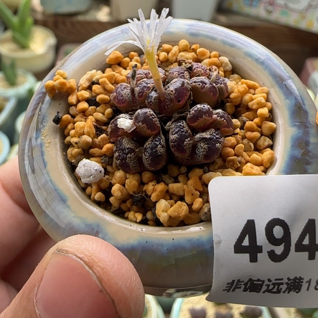 3942 一物一拍 带盆