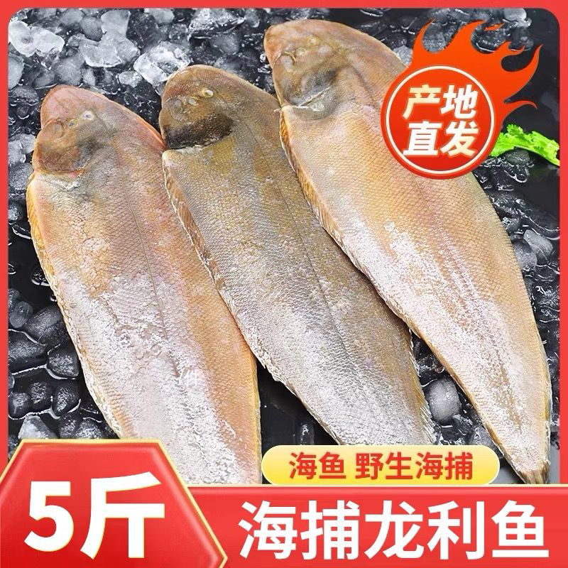 北部湾海域 大龙利鱼 舌头鱼 踏板鱼