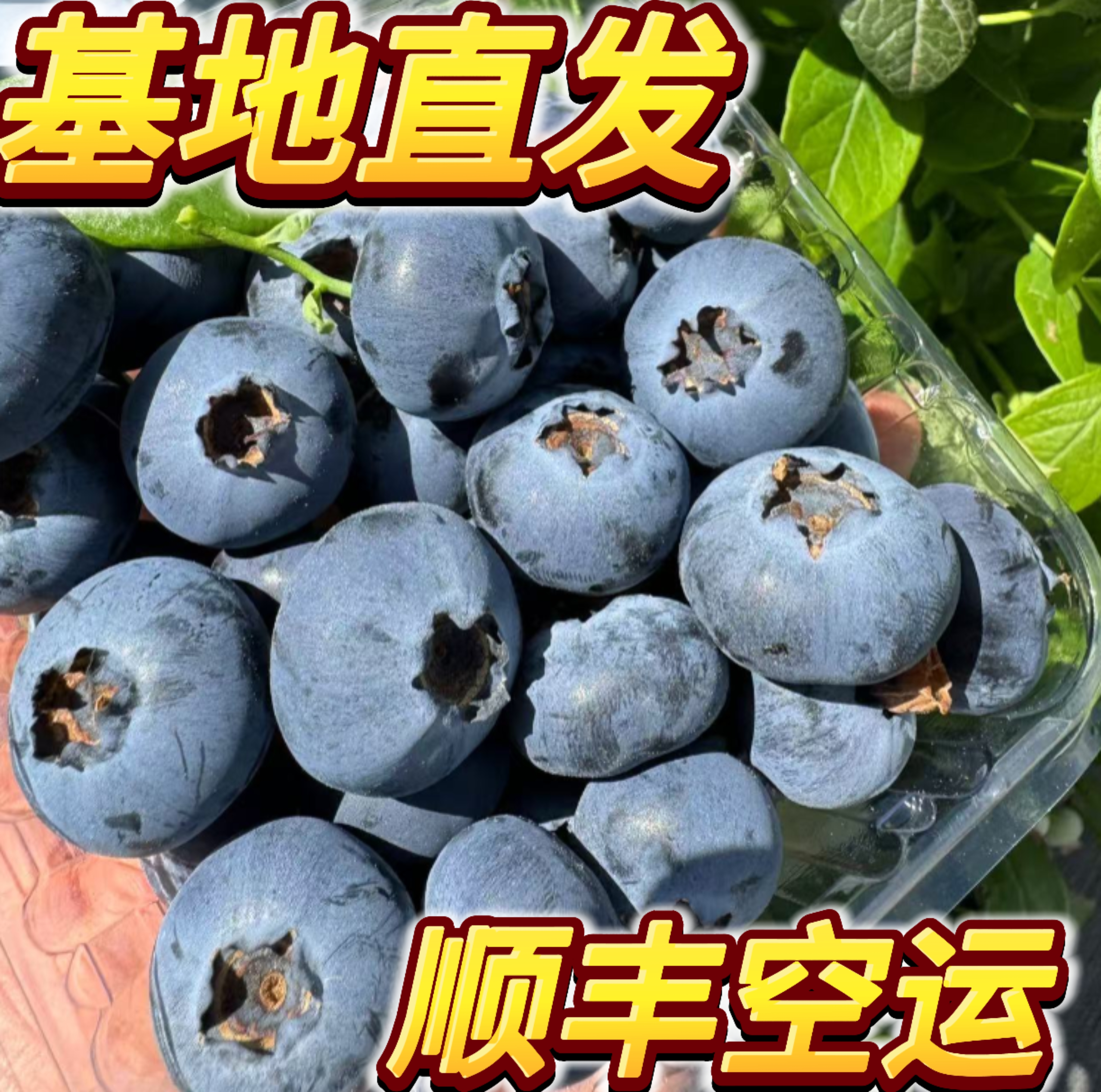 巨无霸22+云南高山露天花香蓝莓基地直发【顺丰空运】