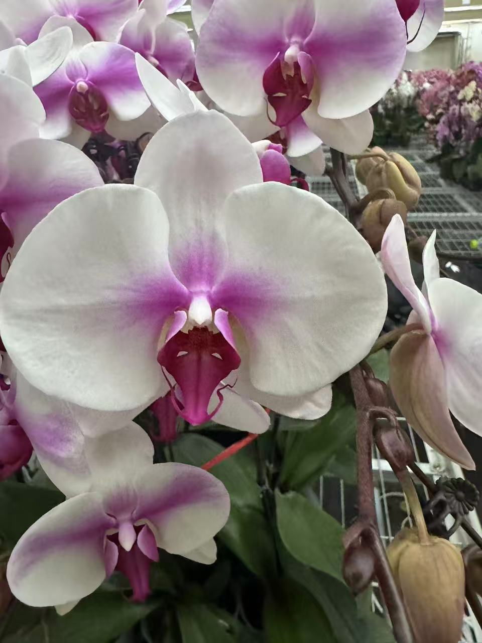 花之恋【婚纱】蝴蝶兰鲜花