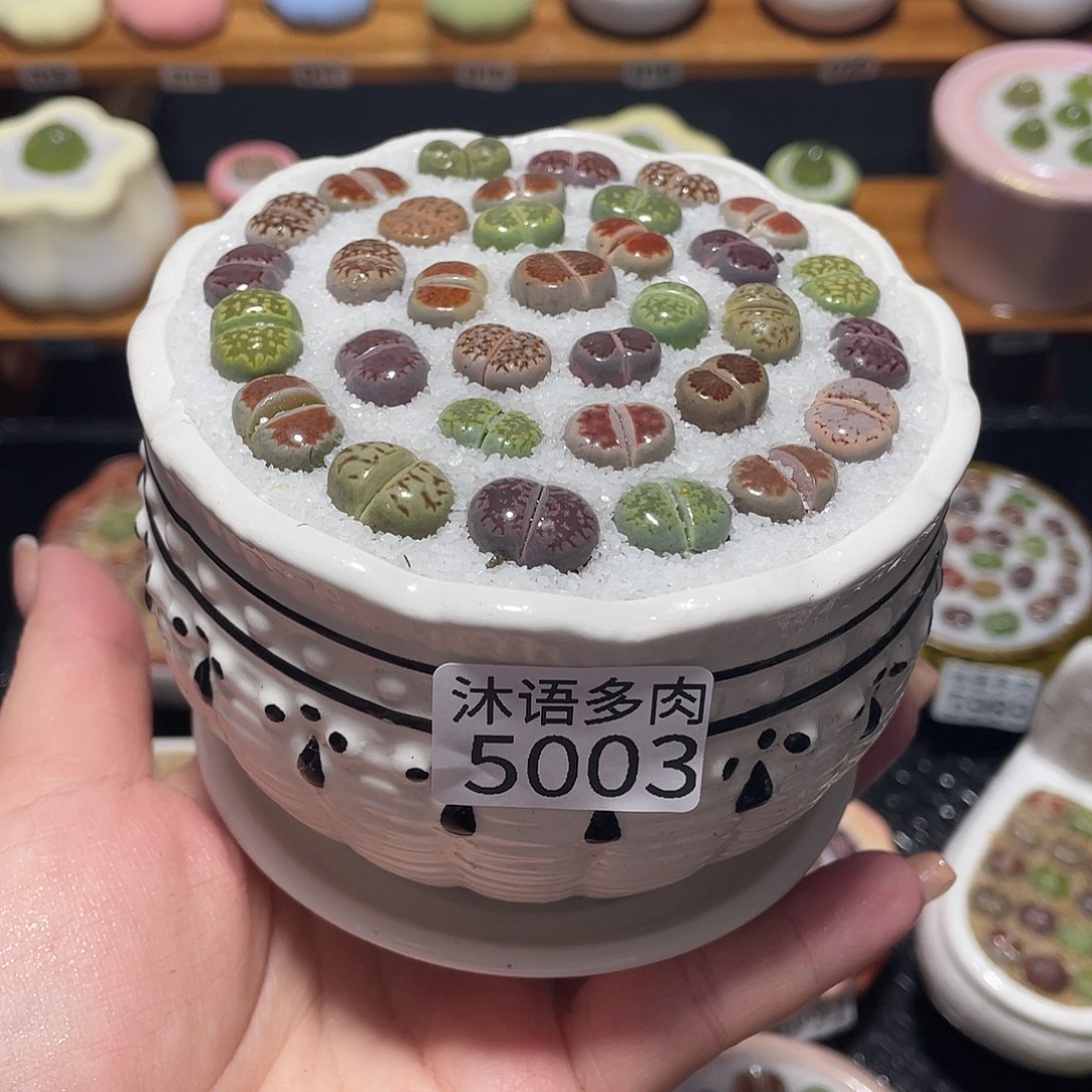 带盆土植物 一物一拍5003