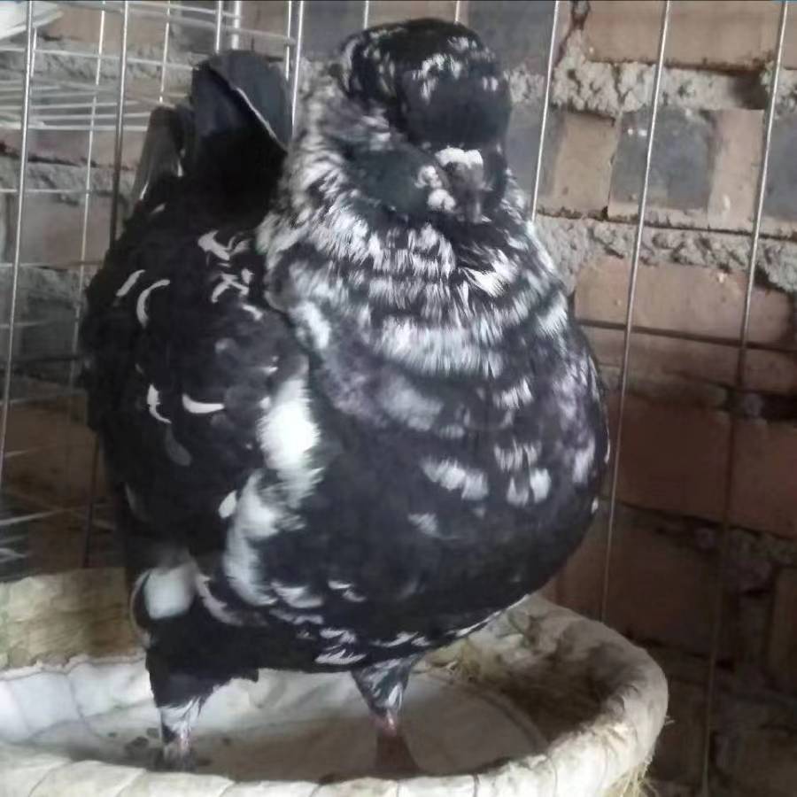 直播间专属链接各种观赏鸽系列