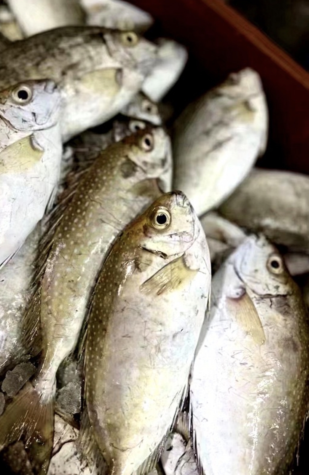 惠来神泉港 泥猛鱼