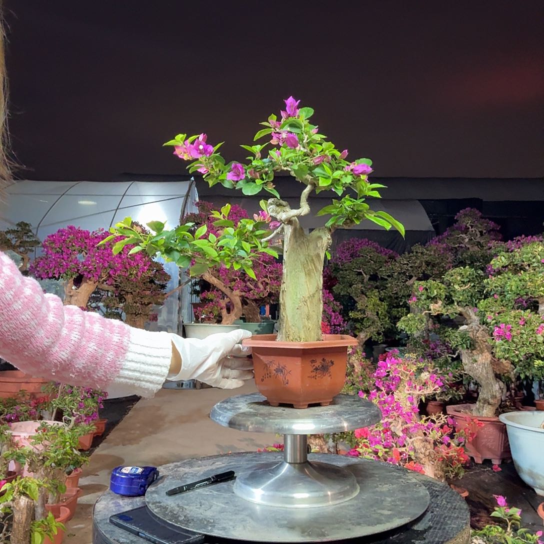 可***川无花朵小叶紫三角梅