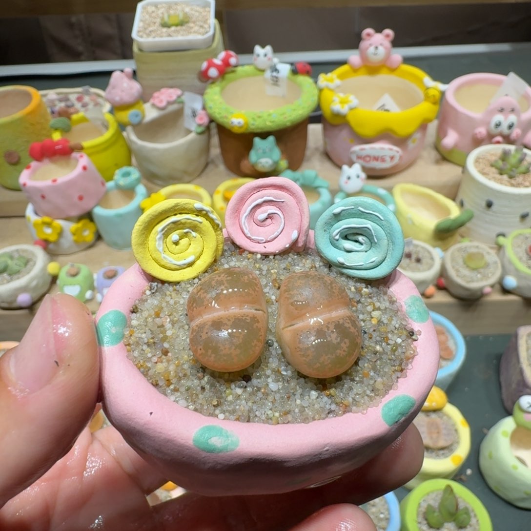 红陶蘑菇251紫薰