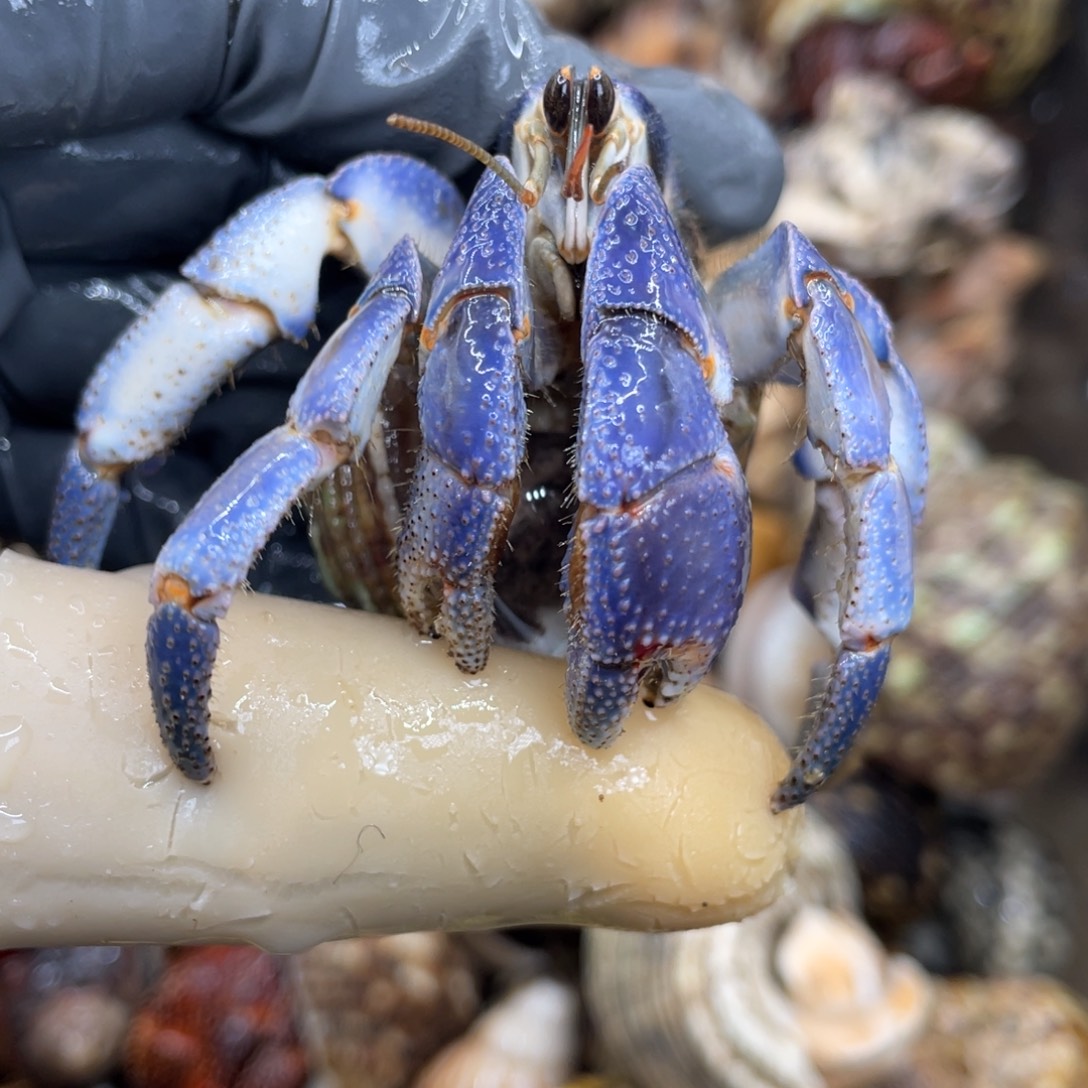 不退不换活体宠物117