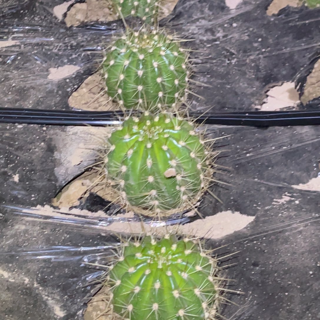 3–584毛花柱 脱土脱盆摘花满20包邮