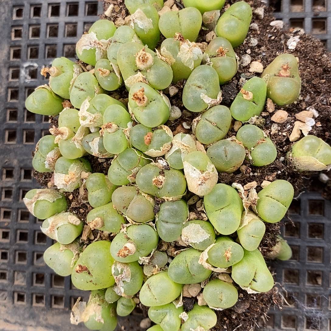 1171毛汉尼切糕一组。     