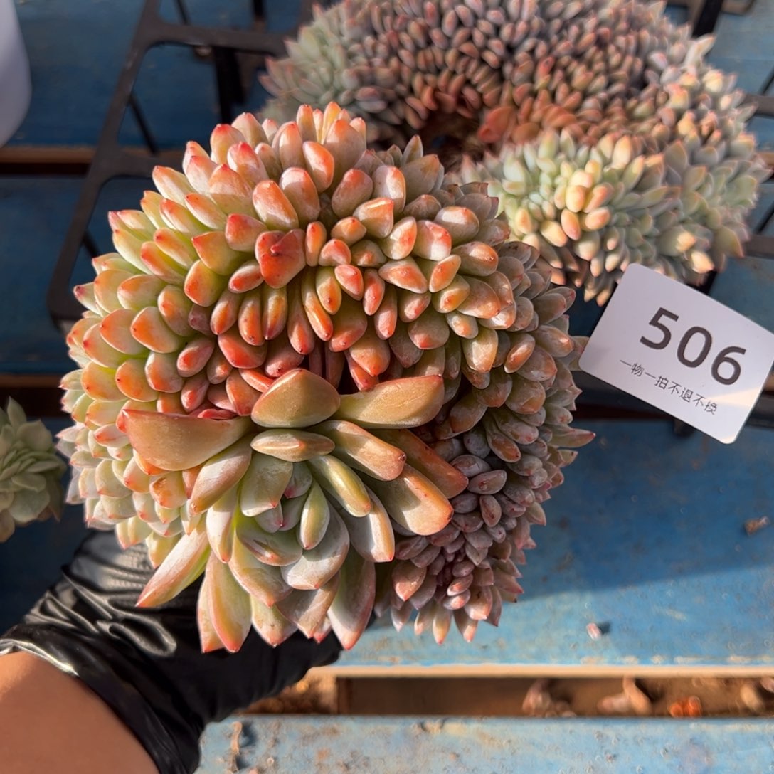 无砍叶插缀化呀呀呀