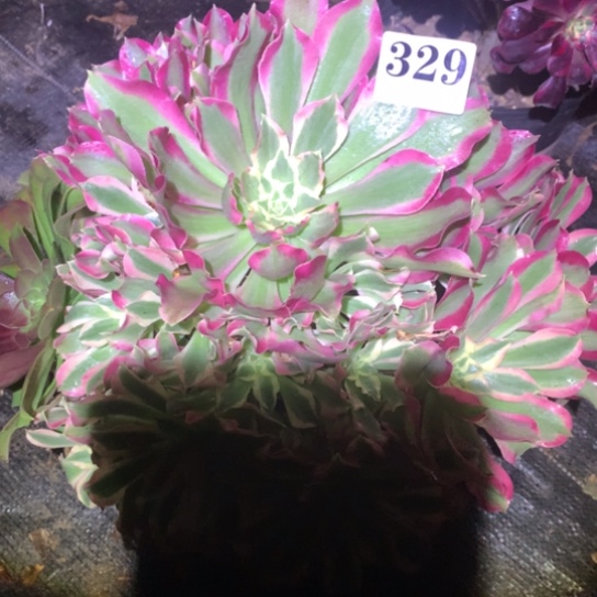 多肉植物女巫329