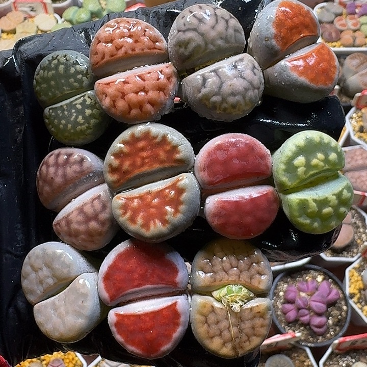 生石花1111222。  306