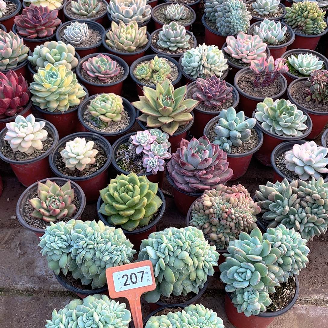 李***粥207四个一组多肉植物