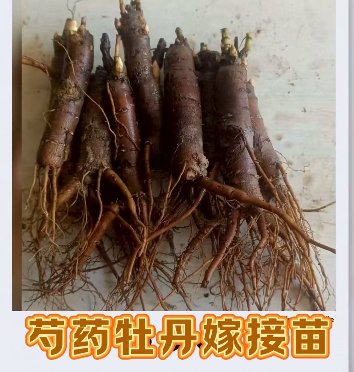 芍药嫁接苗 牡丹嫁接专用砧木 简单易活芍药花苗当年开花