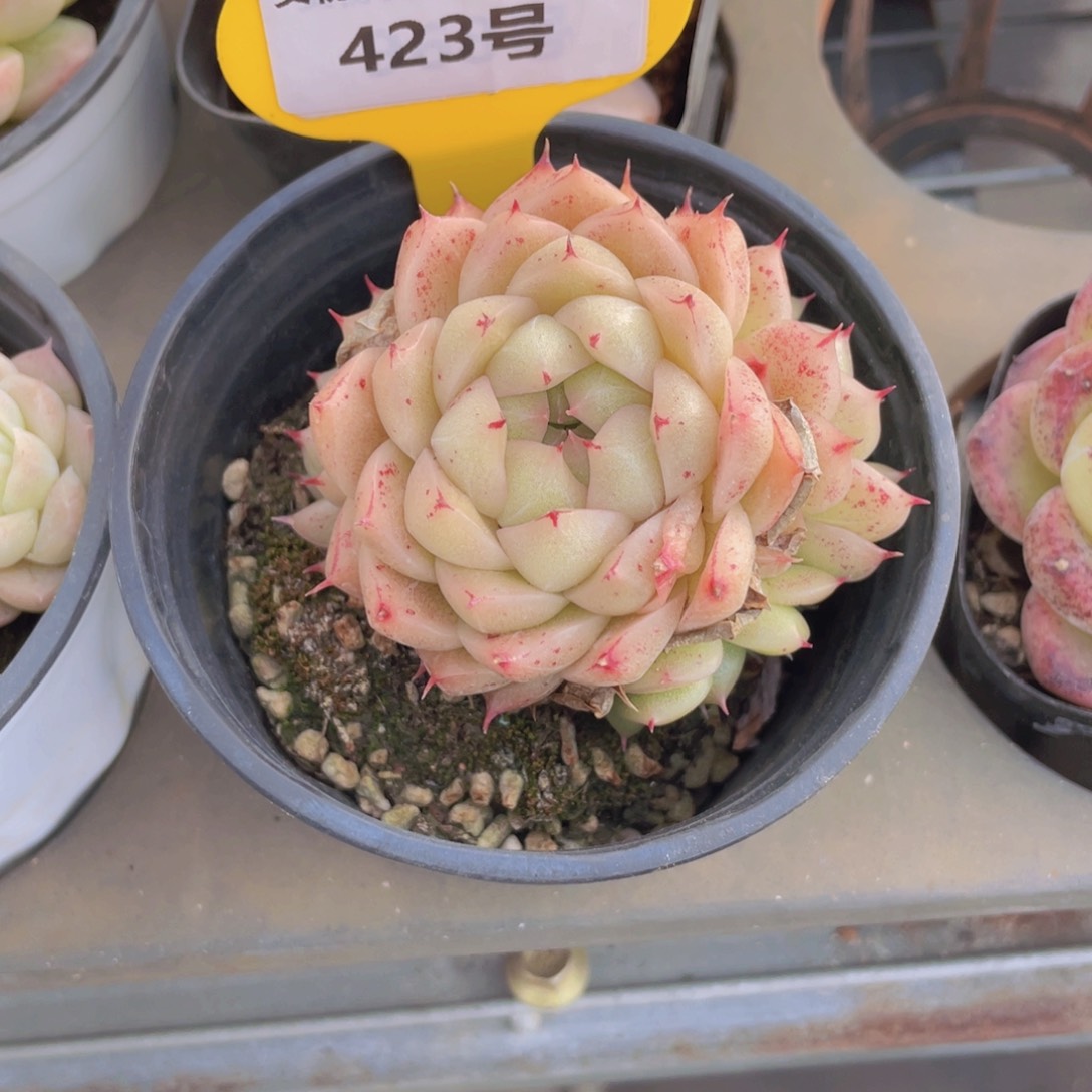 423号 全状态黄金包包麦秆多头