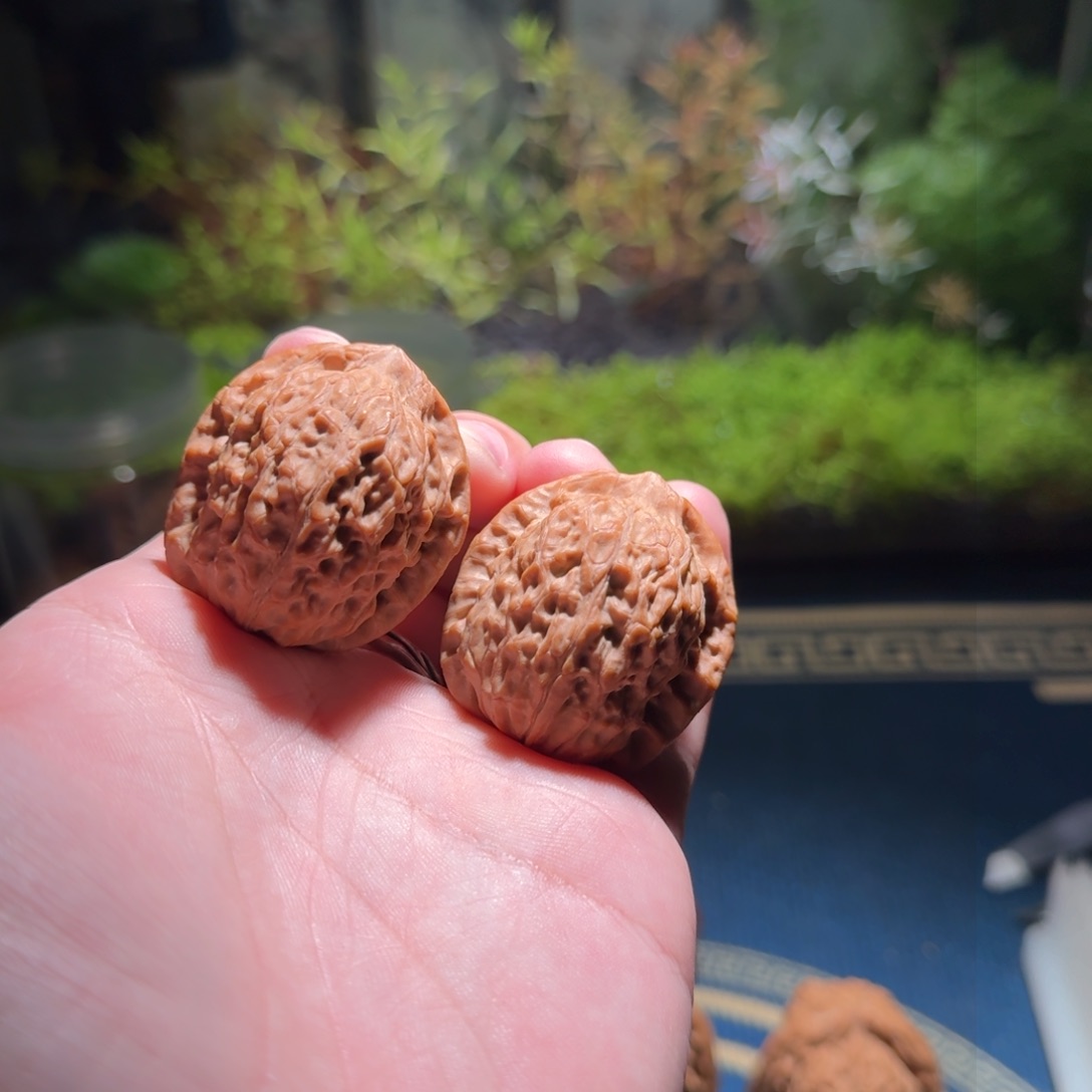 421号35原树玉观音文玩核桃