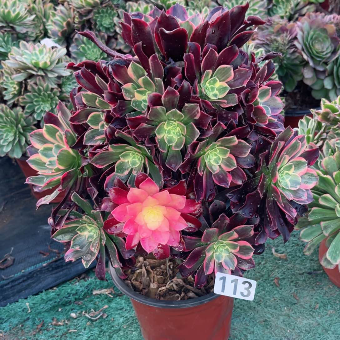 113金丝雀多肉植物