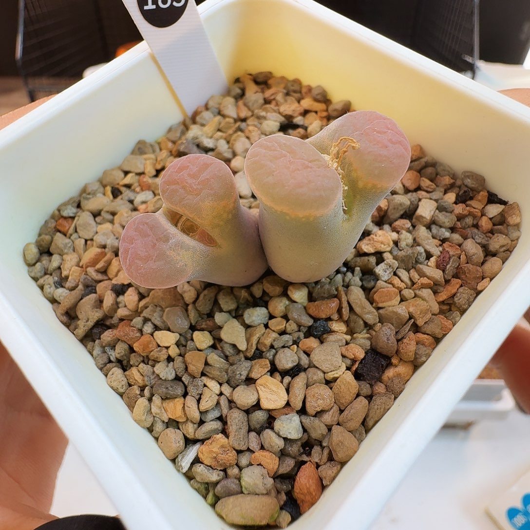 多肉植物福利肉锥183