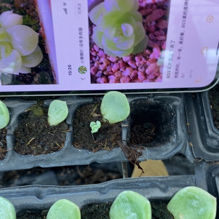 甜心803芽苗一个多肉