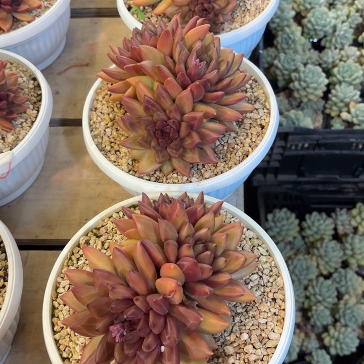 迷雾泡泡群生三头带状态精品多肉