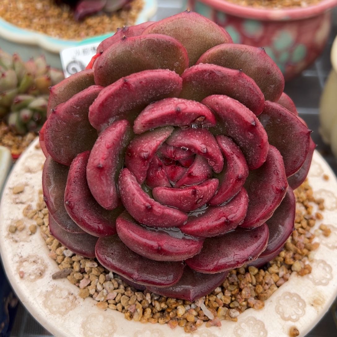 从前慢多肉精选编号0207.14