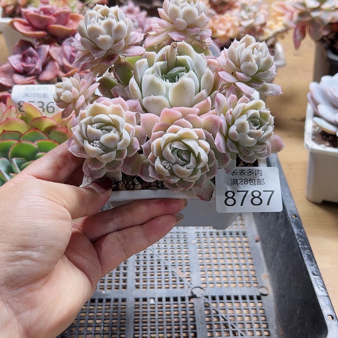 9号多肉一物一拍8787