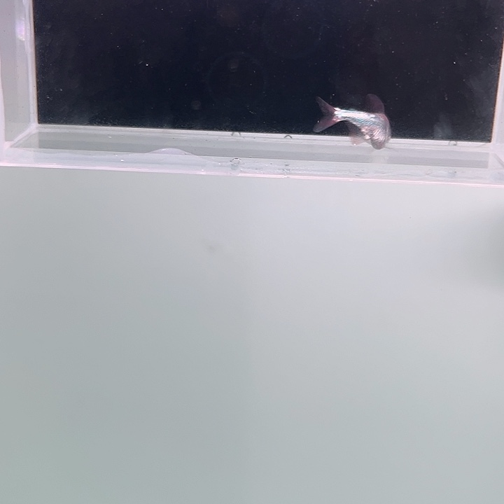 灯科鱼粉色牌17号 