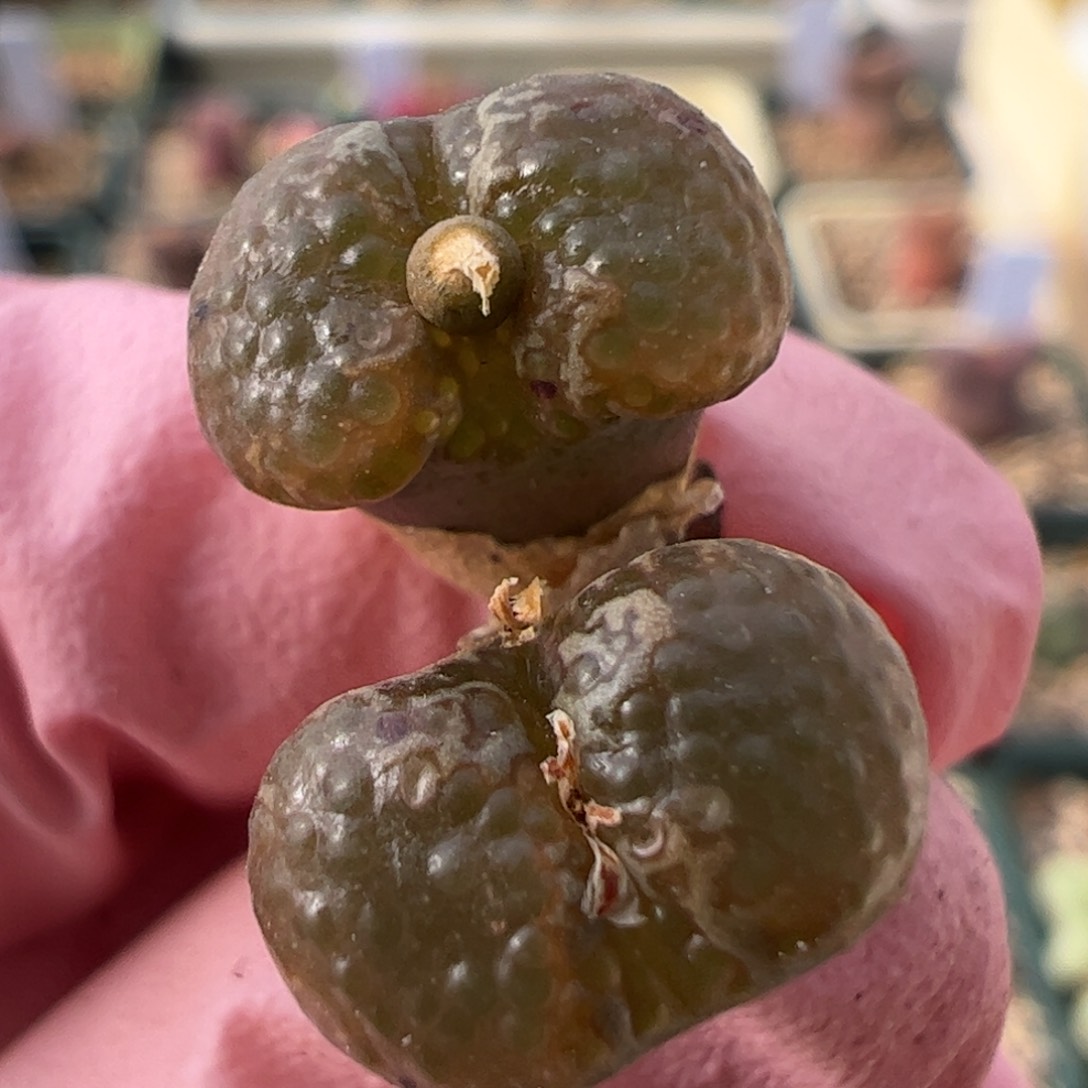 873 好看的多肉冲冲冲q