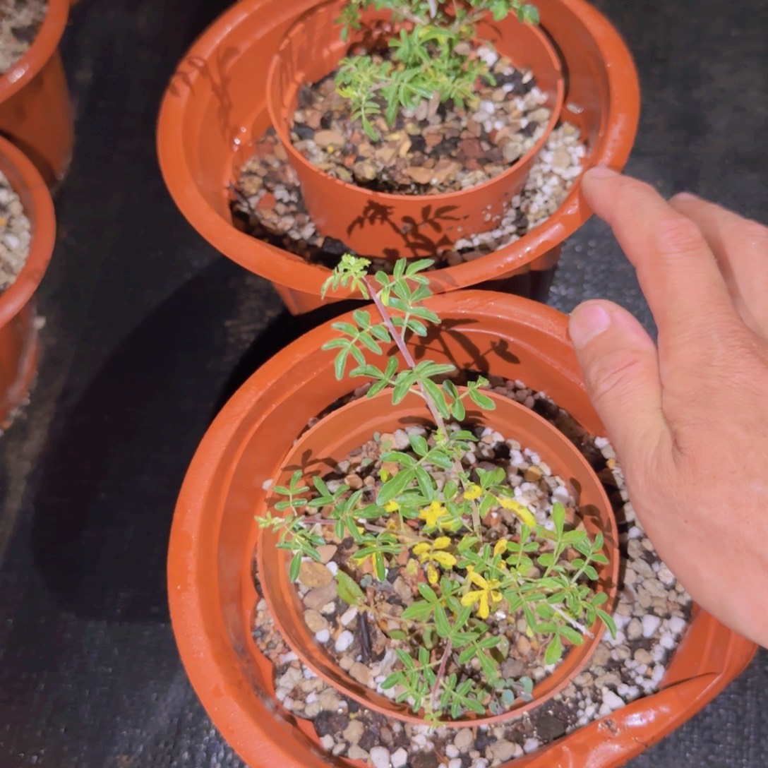 块根植物块根植物