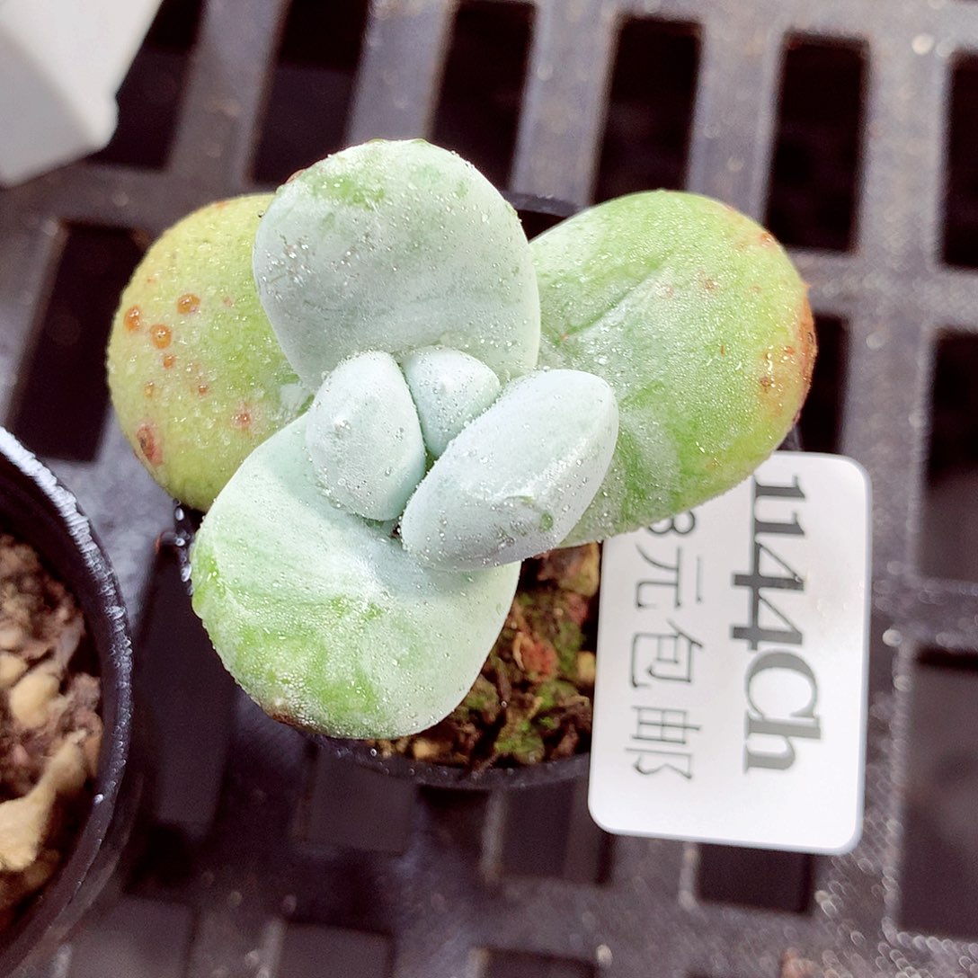 5厘米盆精控多肉1144