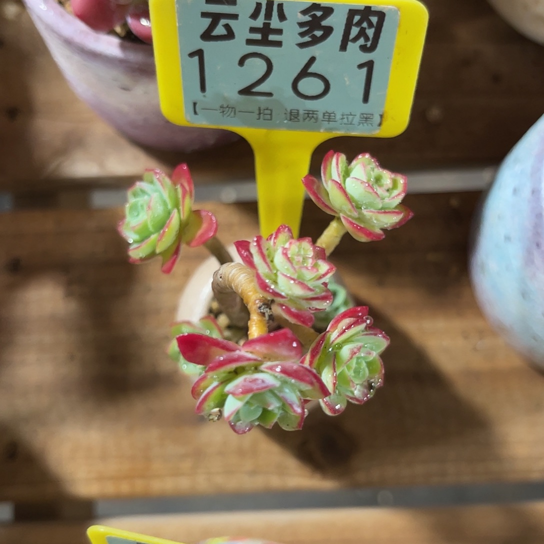 云尘多肉一物一拍 不包整 1261,
